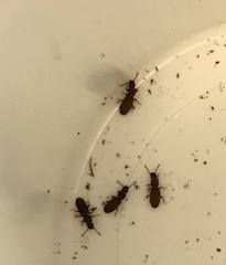 Oryzaephilus sp.